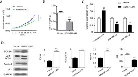 HnRNPU AS1 Inhibits The Proliferation Migration And Invasion Of HCC