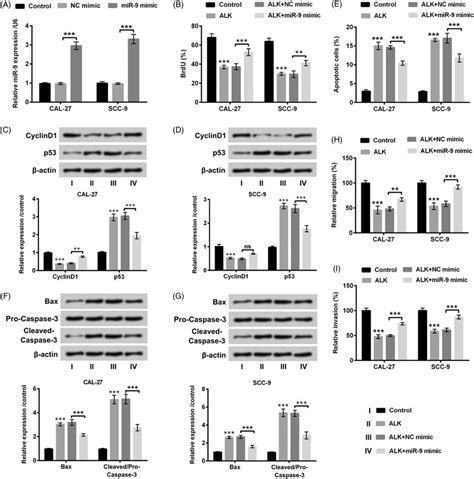 Alk Inhibited Oscc Cells Growth Migration And Invasion Through