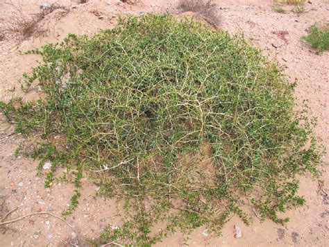 泡泡刺 民勤沙生植物园植物