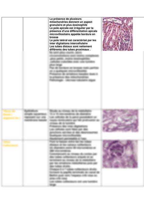 SOLUTION Histologie Des Organes 1 Studypool