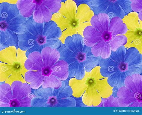 Blue Purple Yellow Violets Flowers. Garden Flowers. Closeup. for ...