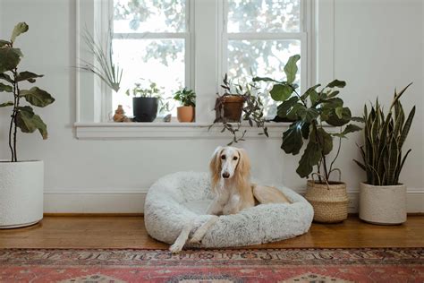 Amazing Interior Design Ideas For Your Pets New Home