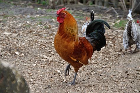 Rooster