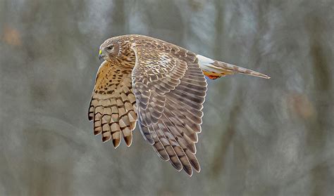 Northern Harrier Flight 9 Photograph By Morris Finkelstein Fine Art