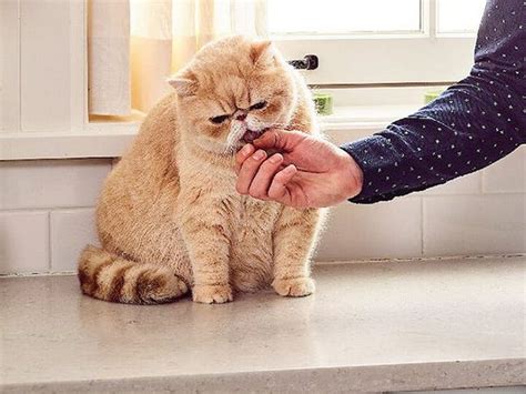 The 6 Best Hairball Remedies For Cats Of 2024