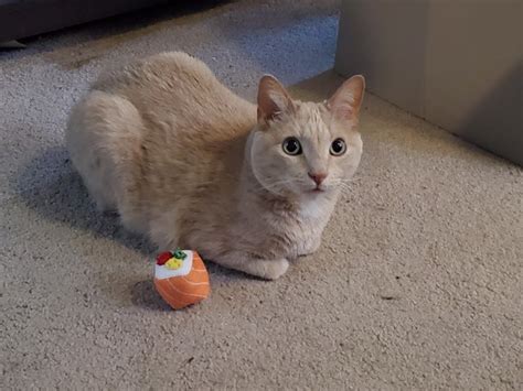 Lightly Toasted Catloaf