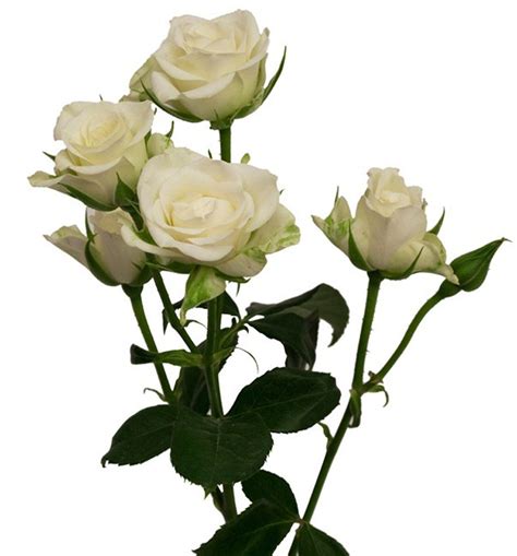 White Spray Roses White Spray Roses Spray Roses White Roses