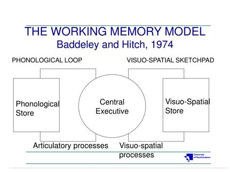 Ppt The Working Memory Model Baddeley And Hitch 1974 Powerpoint