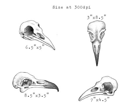 Bird Skull Drawing