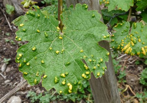 Malattie Della Vigna Come Riconoscerle Salute