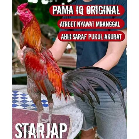 Jual Ayam Bangkok Super Pama Asli Original Impor Thailand Telur Siap