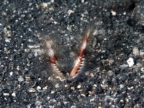 Killer Worm
