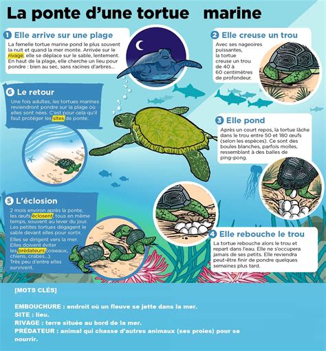 La Ponte D Une Tortue Marine Tortue Marine Biologie Marine