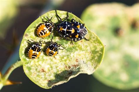 8 Kale Pests And How To Get Rid Of Them Plant Food At Home
