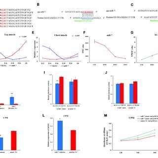 KLF4 Is A Target Gene Of MiR 7 A The Seed Sequence Of MiR 7 Is