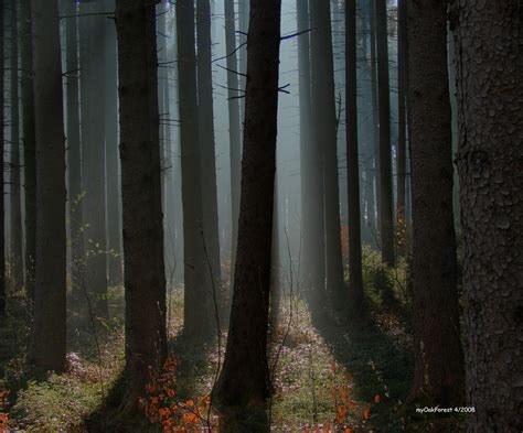 Wallpaper Sunlight Nature Branch Morning Mist Sun Dust Rays