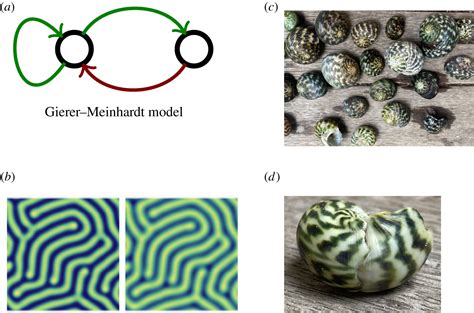 Turing Pattern Design Principles And Their Robustness Philosophical