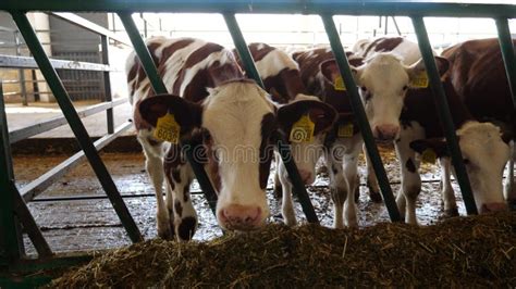 Curious Little Cows Look Into Camera Eating Hay On Dairy Farm Small Calves Chewing Forage At