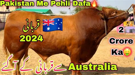 Shoqeen Ka Australia Or American Se Qurbani Ka Janwer Agye 2024