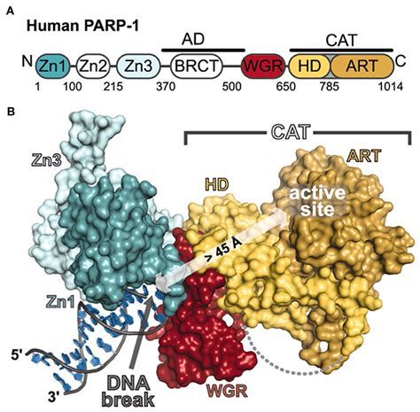 Frontiers Poly ADP Ribose Polymerase PARP Inhibitors And Radiation