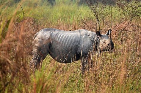 A One Horned Rhinoceros Is Seen During A Rhino Census At