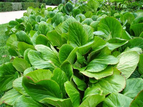 Hortensia De Invierno Bergenia Crassifolia Plantas Riomoros