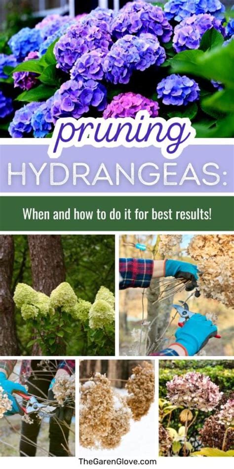 When And How To Prune Hydrangeas • The Garden Glove