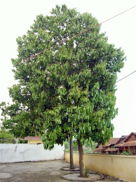 Polynesian Produce Stand Cassia Cinnamon Tree Cinnamomum Aromaticum