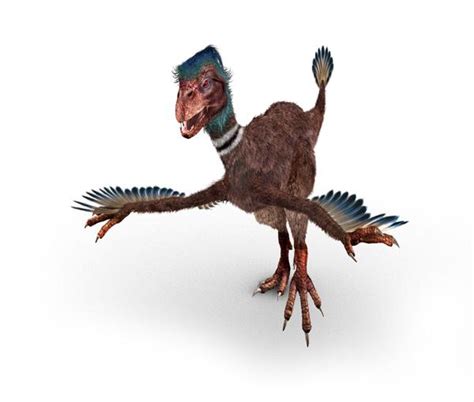 Category:Oviraptorosaurs - Dinopedia - Wikia