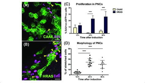 Hras G V Expressing Pncs Show Increased Proliferation And Altered