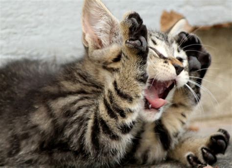 7 Signs Your Cat Is Sick