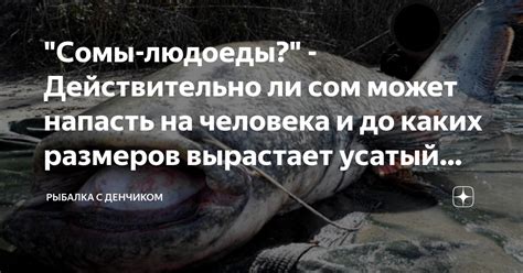 "Сомы-людоеды?" - Действительно ли сом может напасть на человека и до ...