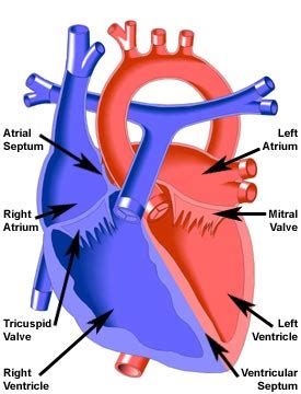 endocardial cushion defect congenital heart disease cove point
