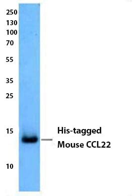 Epitope Tag Products