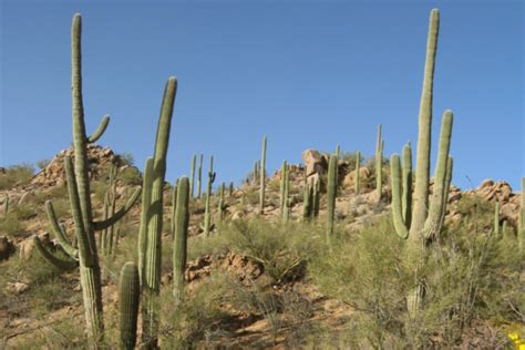 Saguaro National Park is the Ultimate Destination for Cactus Lovers