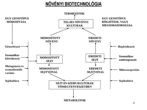 A BIOTECHNOLÓGIA TUDOMÁNYTERÜLETI KAPCSOLATAI ppt letölteni