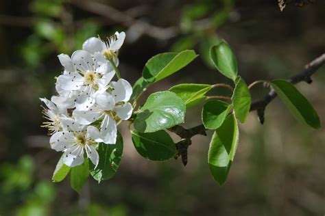 Pyrus Communis Subsp Pyraster Pallano