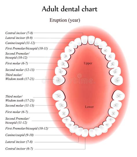 Adult Teeth anatomy stock illustration Dental Hygienist, Dental Clinic ...