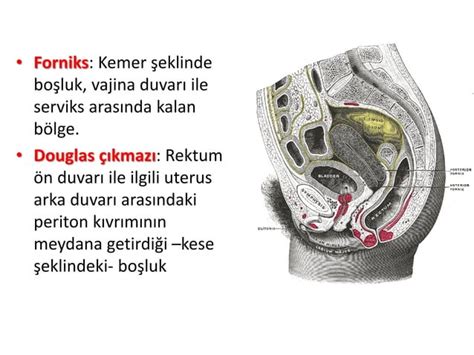 Tıbbi Terminoloji 9 Erkek Ve Kadın Üreme Sistemleri Terimleri Ppt