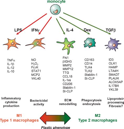 Perspectives for Monocyte/Macrophage-Based Diagnostics of Chronic ...