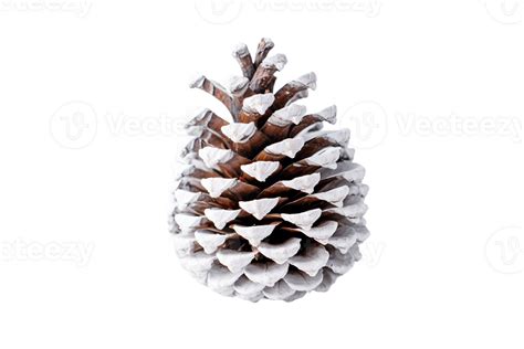 Snow Covered Pine Cone On Transparent Background 42796770 PNG