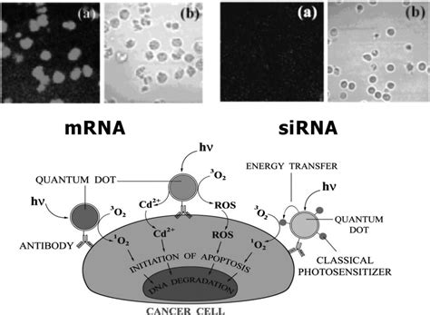 Design Of A Sirna Immobilized Quantum Dot And Fret Detection Download