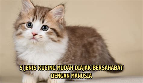 5 Kucing Peliharaan Yang Banyak Disukai Oleh CatLovers Apakah Kucing