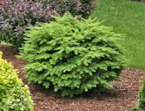 a green bush in the middle of a garden