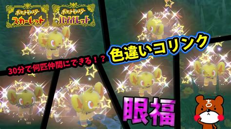 【ポケモンsv】可愛すぎ！gwイベント色違いコリンクを30分で何匹仲間にできる！レントラーにも進化させたい！キタカミの里の大量発生時の色違い