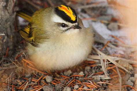 The Golden-crowned Kinglet - photo essay - Bird Canada