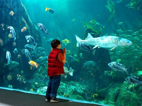 The Ultimate Guide to Explore the Vancouver Aquarium - L'Hermitage Hotel
