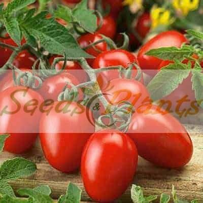 Roma Tomato - 100 Seeds - Plum Tomato - Seeds and Plants