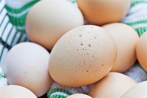 15 Amazing Facts About Fertilized Chicken Eggs The Happy Chicken Coop