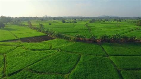 171 Sri Lanka Rice Cultivation Stock Video Footage - 4K and HD Video ...